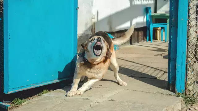 De acuerdo con el Sistema Nacional de Vigilancia Epidemiológica también contabilizan tarascadas de otros mamíferos