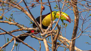 ¡En total libertad!  Captan a tres tucanes pico de canoa en la selva de Yucatán    