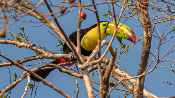 De las tres especies que existen en México, el tucán pico de canoa es la de mayor tamaño De las tres especies que existen en México, el tucán pico de canoa es la de mayor tamaño