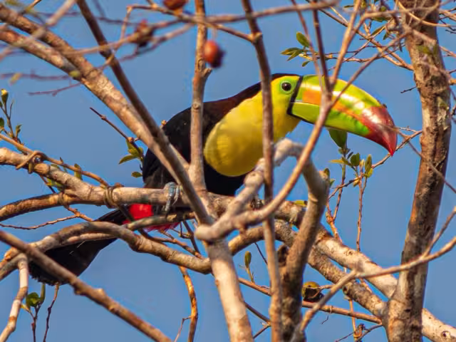De las tres especies que existen en México, el tucán pico de canoa es la de mayor tamaño