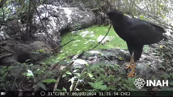 Se han documentado especies como el jaguar, el tigrillo, el ocelote, el viejo de monte, el pavo de monte, coatís, mapaches y venados Se han documentado especies como el jaguar, el tigrillo, el ocelote, el viejo de monte, el pavo de monte, coatís, mapaches y venados