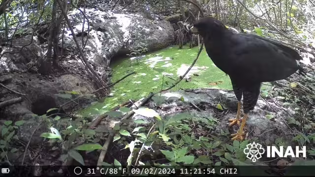 Se han documentado especies como el jaguar, el tigrillo, el ocelote, el viejo de monte, el pavo de monte, coatís, mapaches y venados