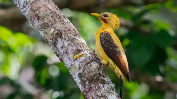 Este carismático animal emplumado parece homenajear al famoso Pikachu Este carismático animal emplumado parece homenajear al famoso Pikachu