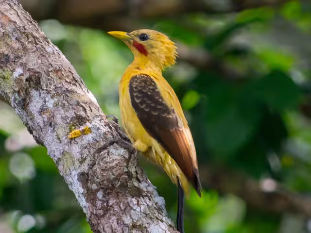 Este carismático animal emplumado parece homenajear al famoso Pikachu