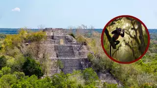 ¡Asombroso! Así se escucha el rugido de la selva de Calakmul