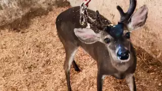 Rescatan a un venado cola blanca herido en plena Ciudad de México: ¿De dónde salió?