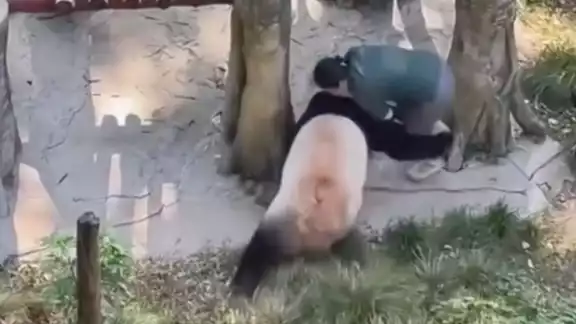 Así fue como un panda atacó a su cuidadora en un zoológico de China (VIDEO)