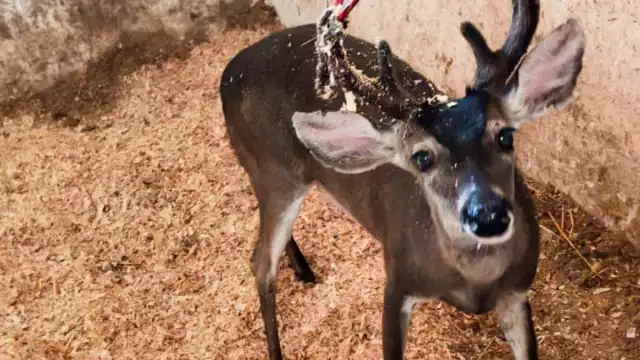 El ejemplar fue trasladado a un reciente en donde recibirá atención especializada