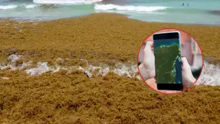Esta es la aplicación para ver las playas libres de sargazo en Quintana Roo y así se usa