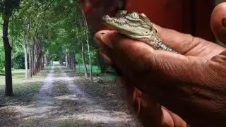 Explora la UMA San Vicente Xtun en Campeche: Aventura natural a solo 30 minutos de la capital 