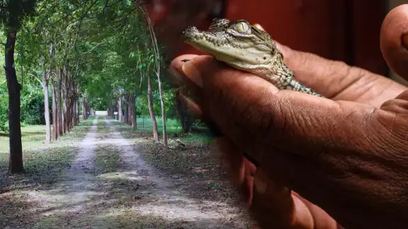 Puedes avistar una variedad de aves, mamíferos como el venado cola blanca, y reptiles como iguanas y cocodrilos Puedes avistar una variedad de aves, mamíferos como el venado cola blanca, y reptiles como iguanas y cocodrilos