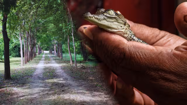 Puedes avistar una variedad de aves, mamíferos como el venado cola blanca, y reptiles como iguanas y cocodrilos