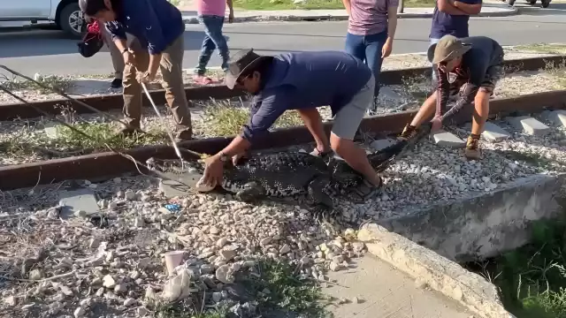 Un cocodrilo macho de más de 2 metros, conocido como Patroclo, fue capturado en la unidad habitacional Fidel Velázquez