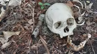 Encuentran osamenta humana dentro de ejido en Escárcega