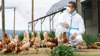 Grave amenaza de extinción para especies vulnerables en Australia por nuevas cepas de gripe aviar