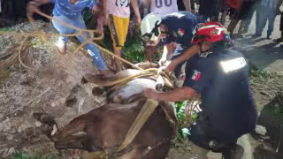 Rescatan a yegua que cayó a un profundo pozo en Tizimín