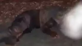 Motociclista muere luego de impactarse contra una camioneta en Calakmul