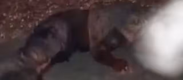 El cuerpo del motociclista quedó tendido sobre la vía rápida en Calakmul