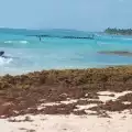 El sargazo comienza a llegar a la costa de Mahahual
