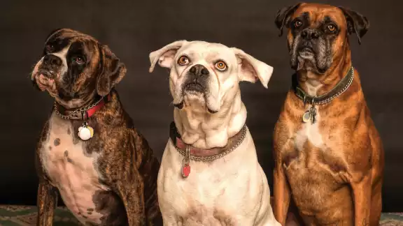 Perros asesinan a bebé de seis meses en Tamaulipas Perros asesinan a bebé de seis meses en Tamaulipas