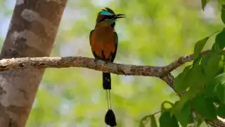   La leyenda del pájaro Toh, el ave sagrada de los mayas, ¿Por qué se asocia con la humildad?   