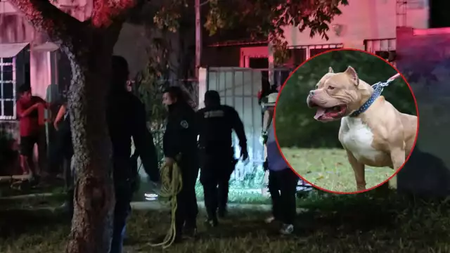 Uno de los canes regresó a su domicilio, mientras que el otro sigue sin ser localizado