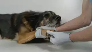 Suman tres casos de gusano barrenador en perros en Tizimín; uno falleció