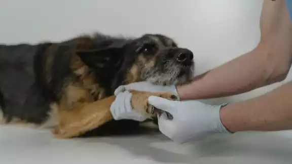 Autoridades de Sanidad Animal informan sobre otro can infectado por el gusano barrenador de ganado Autoridades de Sanidad Animal informan sobre otro can infectado por el gusano barrenador de ganado