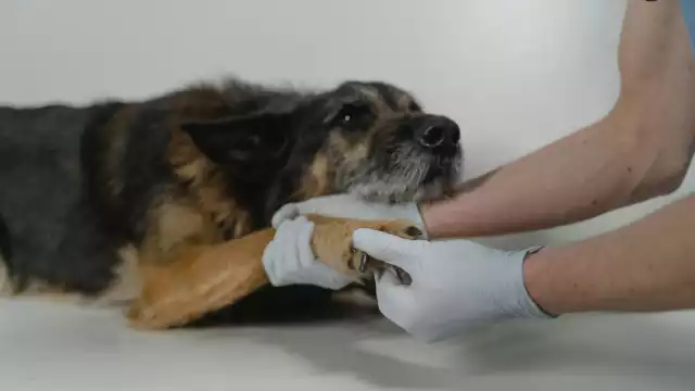 Autoridades de Sanidad Animal informan sobre otro can infectado por el gusano barrenador de ganado