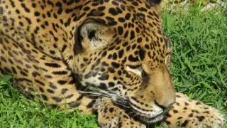 Zacate, el jaguar herido por un disparo que fue rescatado y hoy vive en el Museo del Chocolate de Uxmal