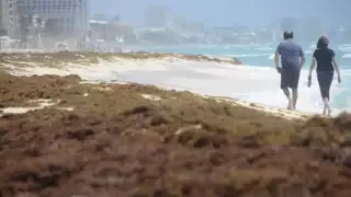 El sargazo es un tipo de planta marina que sirve de hogar y alimentación para especies marinas