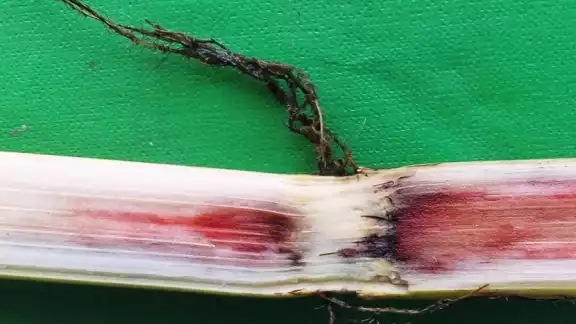 Productores preocupados por hongo Fusarium que amenaza a la caña. Productores preocupados por hongo Fusarium que amenaza a la caña.