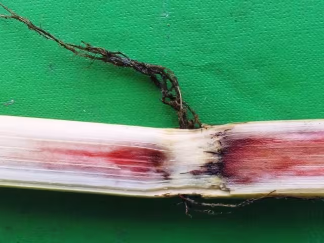 Productores preocupados por hongo Fusarium que amenaza a la caña.