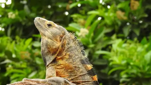 En Yucatán, el mono aullador y la iguana de cola espinosa son amenazadas. En Yucatán, el mono aullador y la iguana de cola espinosa son amenazadas.