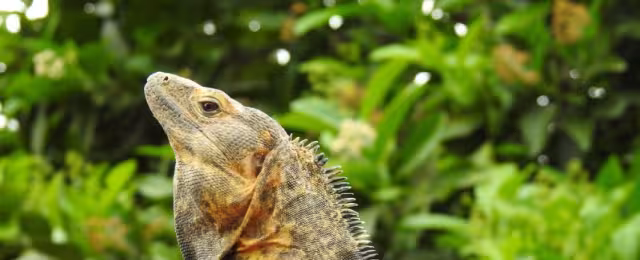 En Yucatán, el mono aullador y la iguana de cola espinosa son amenazadas.
