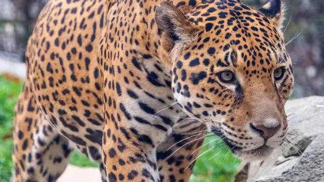 Dos posibles ciudades resaltan como los posibles sitios en que desollaron al jaguar