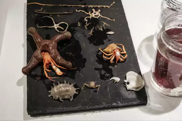 Nuevas especies que podrían contribuir al avance de medicinas.