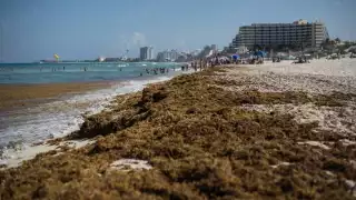  Sargazo del Caribe Mexicano es declarado recurso  pesquero; se emitirán permisos de recolectado