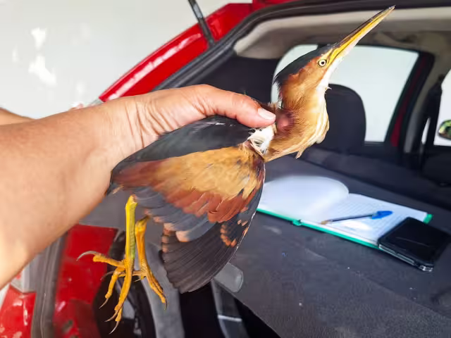 Avetoro menor rescatado en Campeche: una especie bajo protección