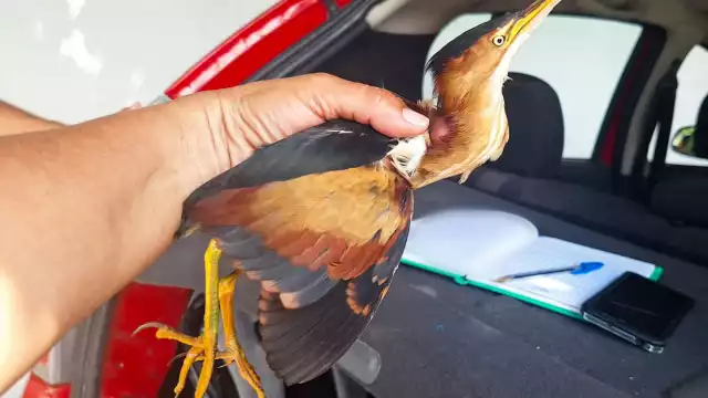 Avetoro menor rescatado en Campeche: una especie bajo protección