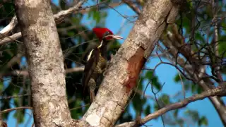 Mérida invita a apoyar la Reserva Cuxtal con donativo voluntario al pagar el predial
