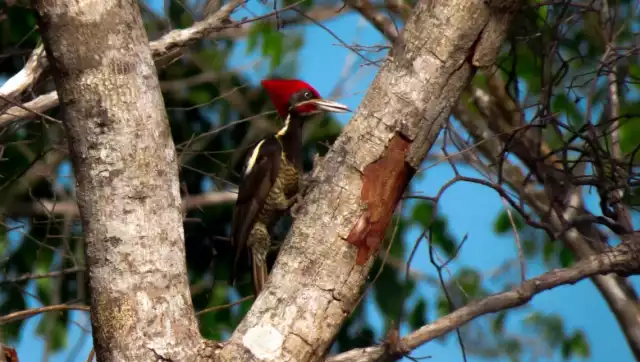 Esta área natural es el  hogar de cientos de especies de flora y fauna nativa