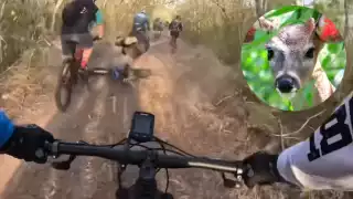 Un venado cola blanca derribó a un ciclista en la selva yucateca