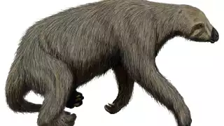 Histórico hallazgo: Descubren fósiles de un perezoso gigante en cenote de Yucatán 