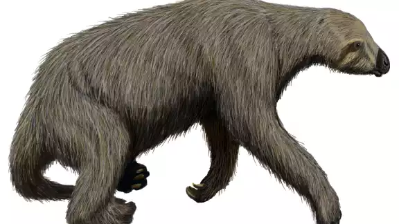 Espeleobuzos hallaron fósiles de un perezoso gigante de la familia de los notrotéridos en un cenote de Yucatán Espeleobuzos hallaron fósiles de un perezoso gigante de la familia de los notrotéridos en un cenote de Yucatán