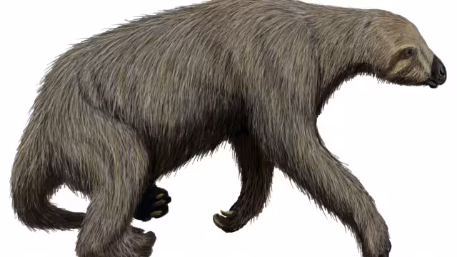 Espeleobuzos hallaron fósiles de un perezoso gigante de la familia de los notrotéridos en un cenote de Yucatán