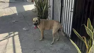 Desmienten presunto abandono y maltrato de perro en la colonia Pensiones de Mérida 