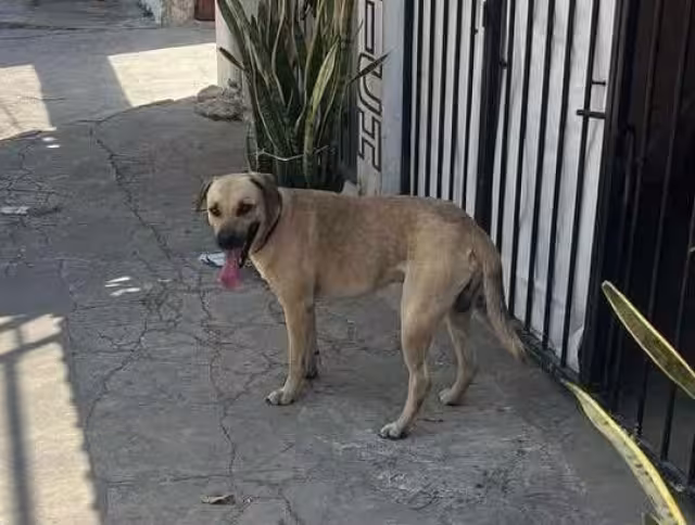 El perrito conocido como noble o güero no es propiedad del hombre señalado por maltrato animal