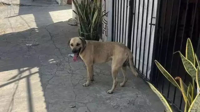 El perrito conocido como noble o güero no es propiedad del hombre señalado por maltrato animal