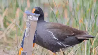 Al menos dos especies de aves silvestres fueron captadas alimentándose de basura
